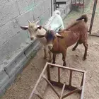 تيوس