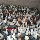 150جوز دجاج فيومى على بلدي عمر 5 شهور قريب يبض الصحه شرط