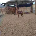 ماعز جنوبي