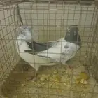 ثلاث ازواج حمام بكستاني