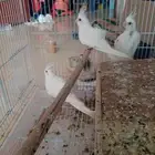 كروان البيانو العدد3
