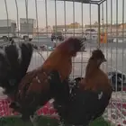 ديك ودجاجه حباحب ماكندوش