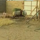 القصيم البدايع العليا