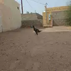ثنين ديكه بكستاني سندي ودجاجه بكستاني سندي
