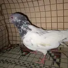 زوج حب الرمان 40 زوج شمسي50 بكستاني ذكر على سوم