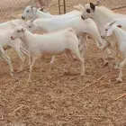 تيوس اللبيع