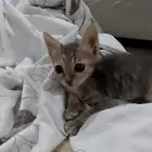 كتن مهجن من ام شيرازيه واب بلدي للتبني