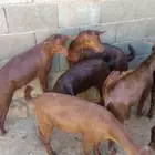 عشرة تيوس حص بلدية