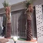 نخل للبيع مثمر خلاص سكري شيشي هلالي مجدول برحي ونانه رشودي