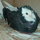 للبيع حمام