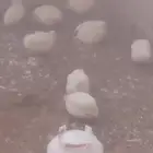 بيض سمان تكساس مخصب