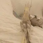 بغبغاء كروان فرخ
