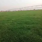 ثيل طبيعي ثيل سي ألفين