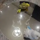 فرخ بادجي طير حب غر