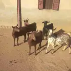 خمس معزا حص دفيع قرايب الولاده