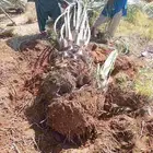 نخيل للبيع وشاري يسوم جمله وتفرد حتا واحده