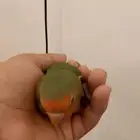 روز مهجين