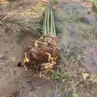 فسايل صقعي مجدول