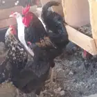 1ديك 2دجاج البيض والأسود بياض انتاحضان3