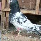 جوز تيدي صافي( تم البيع )