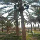 نعمل جميع اشغال النخيل تكريب نهر العربي تكريب هلالي تكريم