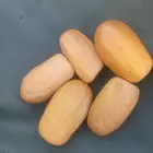 ابومحمدلبيع الفسايل