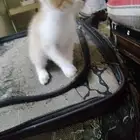 قطط للتبني لدواعي السفر