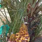 توريد قلع غرس عنيزه بريده وضواحيها