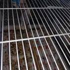 للبيع زوج روز منتج عندي