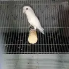 ذكر روز أبرق من الطيور النادرة منتج شرط