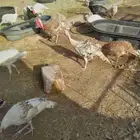 رومي للبيع ذكور واناث