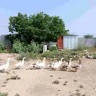الوزن اربعه ذكران وست اناثي اللي يبغى يتواصل معي