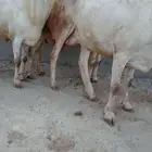 3رخيال عل وشك الولاده الموقع العيدابي