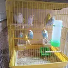 للبيع اجوز طيور الحب منتجين