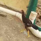 ديك سندي للبيع