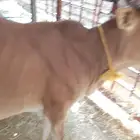 بقره