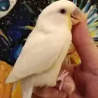 طير روز أليف جدا حمامه لعوب مع الأطفال بداية فطام وهدد نشبه