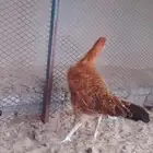 باكستاني مجموعه