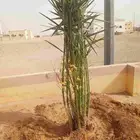 نخيل