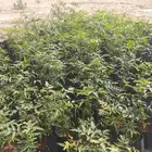 شتلات نيم للبيع العدد 1000