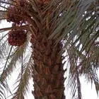 نخله ام الكبار مشاء الله تبارك الله للبيع مستعجل توني قالعها