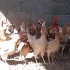 دجاج بلدي بياض