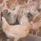 دجاج بياض اعمار 8و9شهور بياض شرط ريش تام ونظيف والوان فواتح