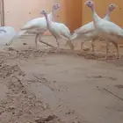 طيور رومي كركي 3 إناث وذكر