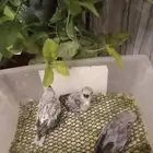 للبيع فراخ روز غر تصنيف كاسكو اللون الرمادي