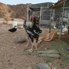 دجاج بكستاني سندي