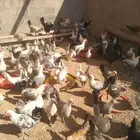 100 حبه دجاج بياض عمر 7 و 8 شهور الصحه شرط 100 100
