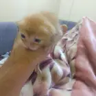 اربعه متشابهين