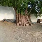 نخل للبيع عربي وزينه جده مكه المكرمه الطايف