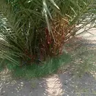 نخل مثمار للبيع جميع انواع انخيل